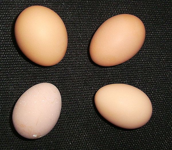 Buff Orpington Egg