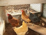 new chickens