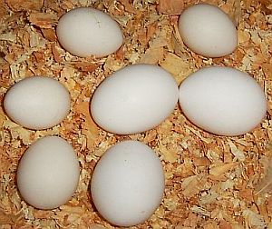 new-chicks-eggs.jpg