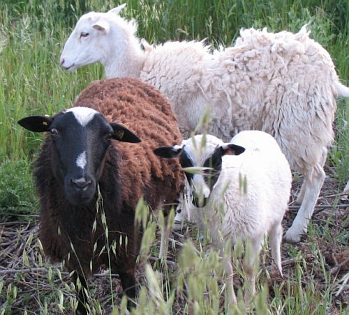 Sheep Weed Abatement